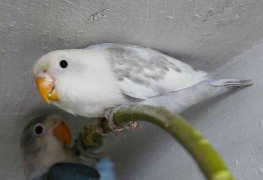 Agapornis fischeri - foto 2