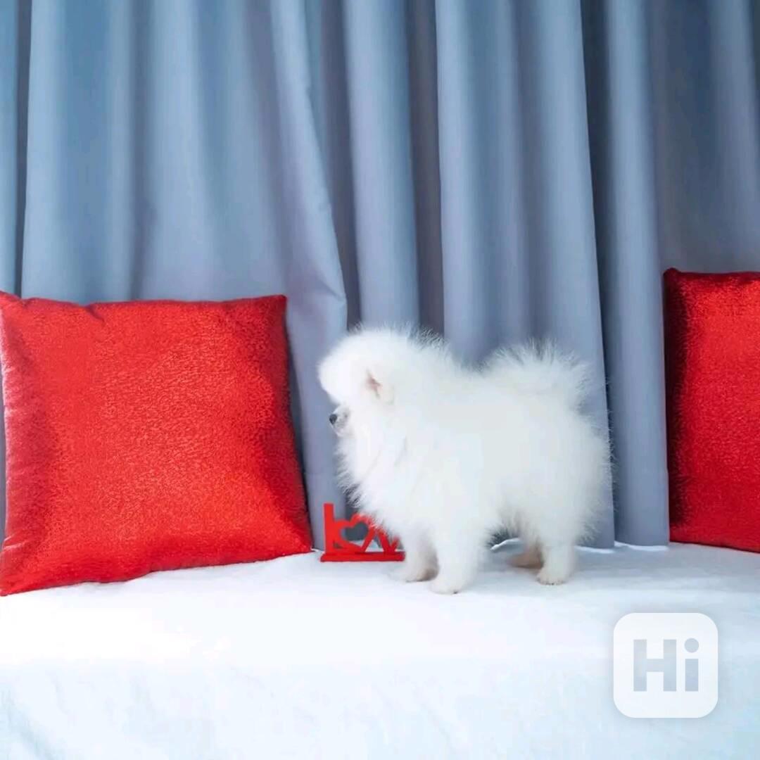 Pomeranian  - foto 1