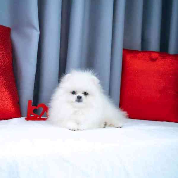 Pomeranian  - foto 4
