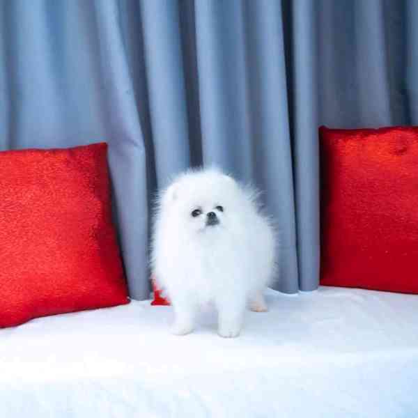 Pomeranian  - foto 2