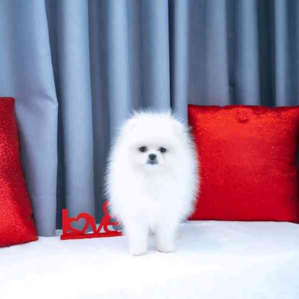 Pomeranian  - foto 3