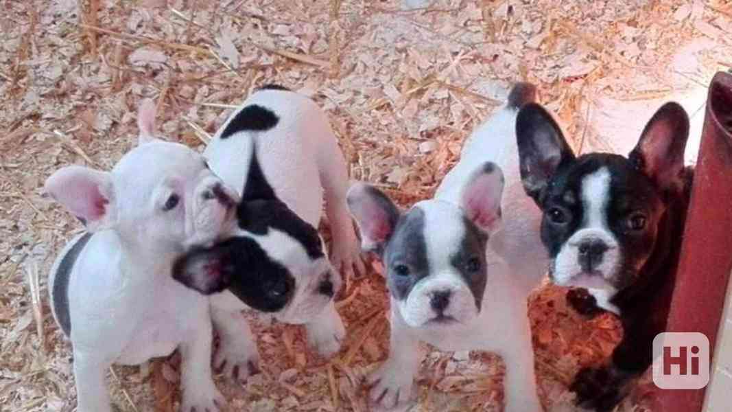 Roztomilá štěňata francouzského buldočka k adopci Máme štěňa - foto 1