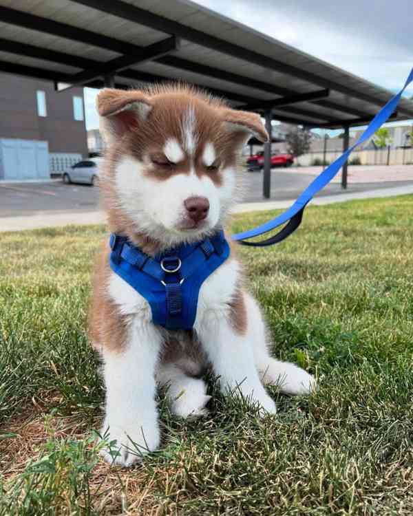 Sibiřský husky - Štěňata s PP - foto 4