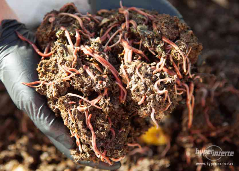 Kompostové žížaly - žížaly hnojní prodej - foto 1