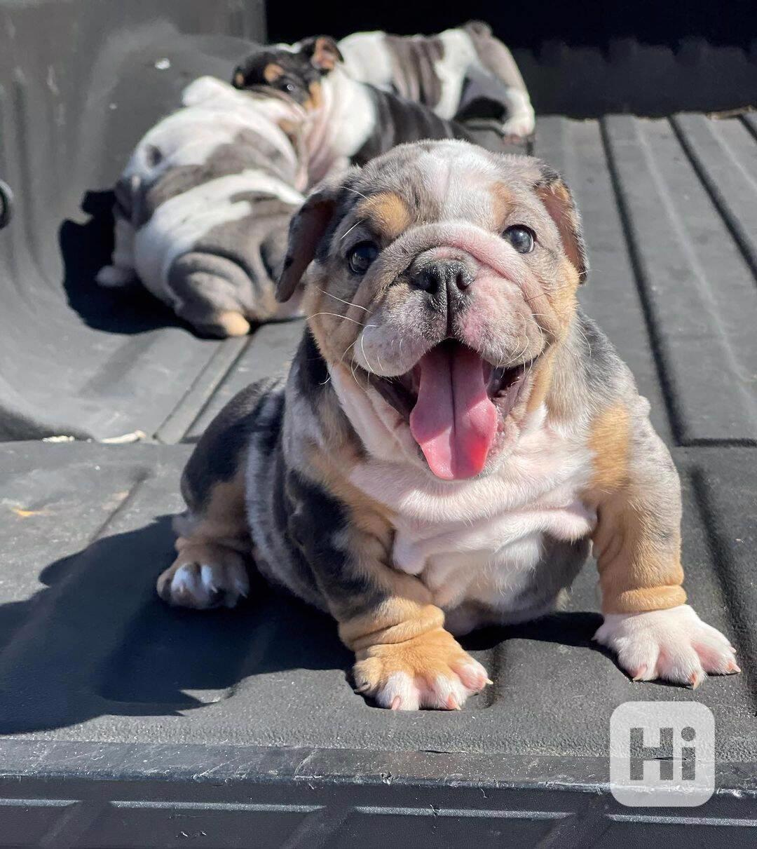 mini bulldog  - foto 1