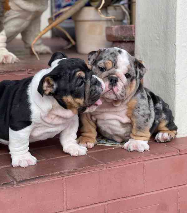 mini bulldog  - foto 5
