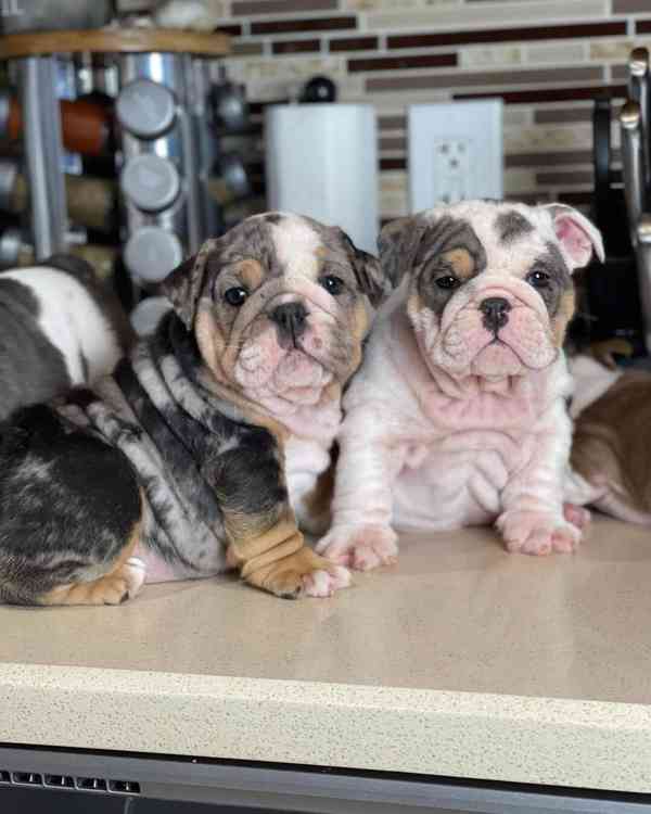 mini bulldog  - foto 3