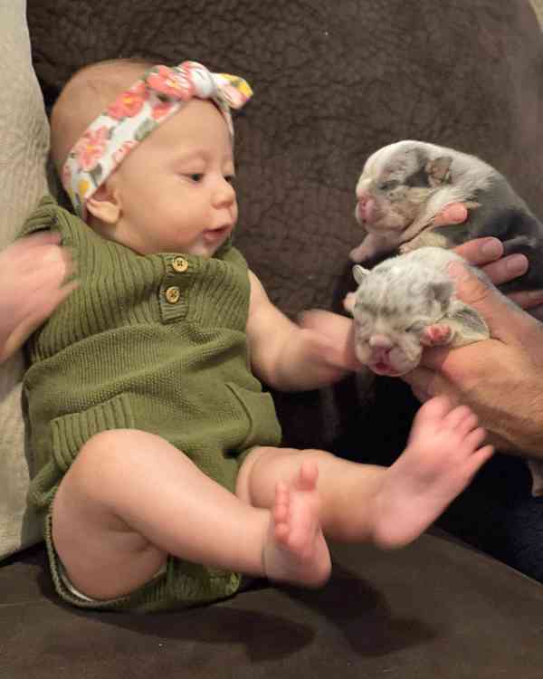 mini bulldog  - foto 2