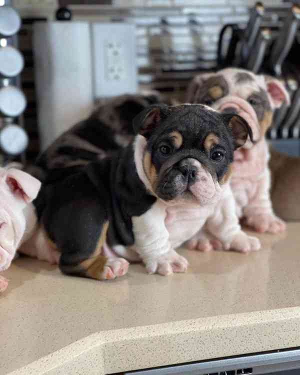 mini bulldog  - foto 4