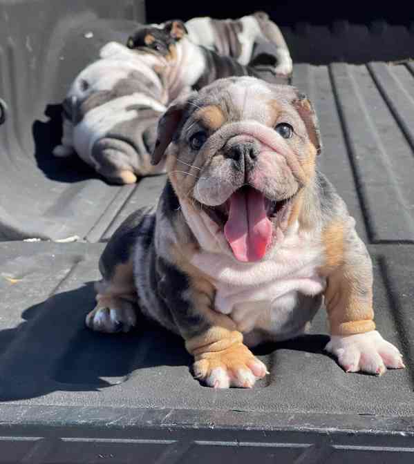 mini bulldog  - foto 1