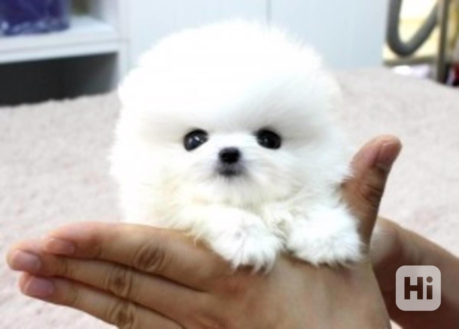 Štěňata pomeranského teriéra vycvičená doma .yyy6 - foto 1