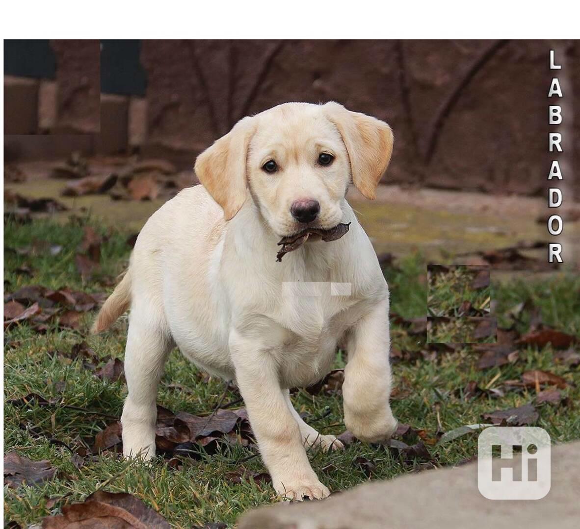 Krásná štěňata labradorského retrívra - foto 1