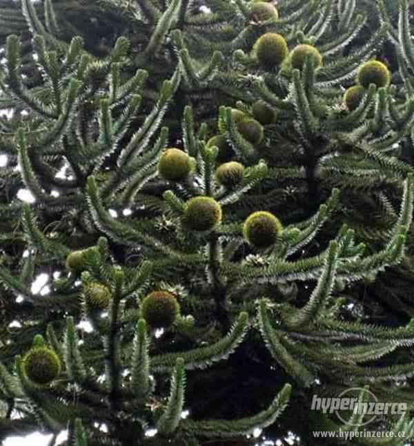 Araucaria Arauana - naklíčená semena - foto 1