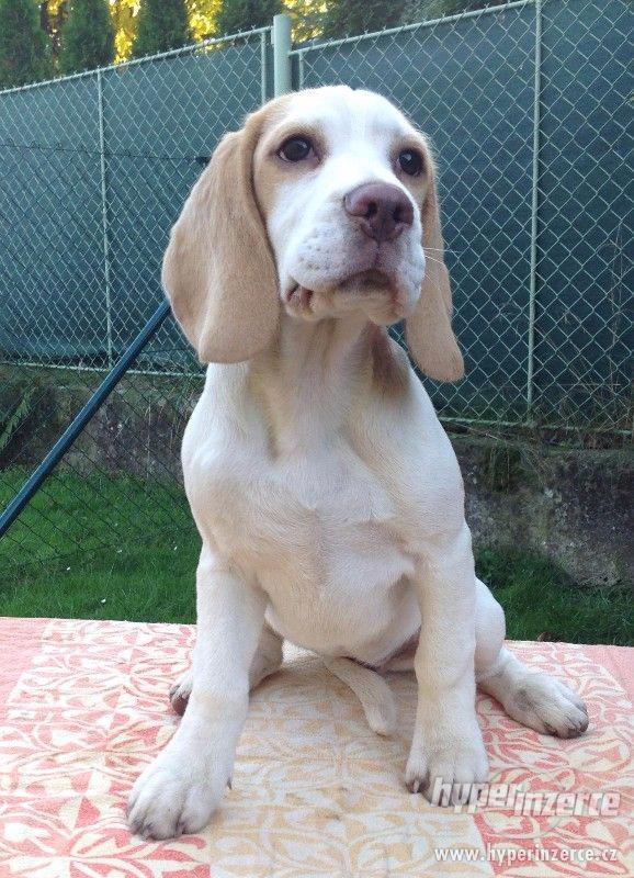 štěně beagle s PP - foto 1
