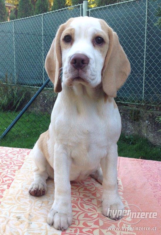 štěně beagle s PP - foto 2