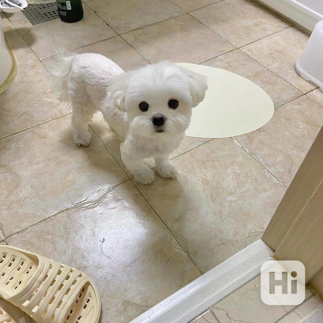 Hravá malá štěňátka maltézáčka za málo peněz - foto 1