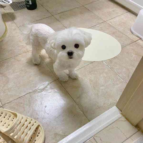 Hravá malá štěňátka maltézáčka za málo peněz - foto 1