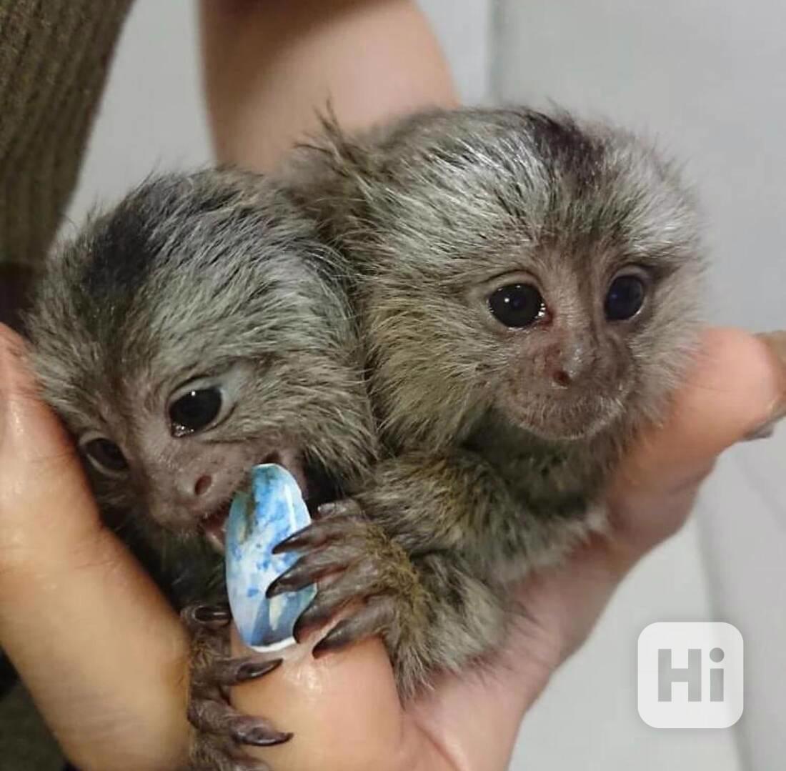 Hravá mláďata kosmanů k přemístění do nového domova. - foto 1