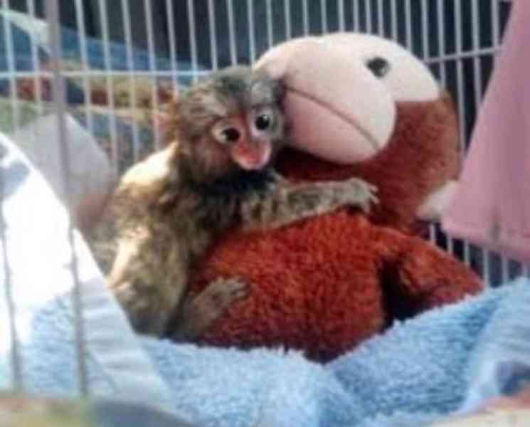 Hravá mláďata kosmanů k přemístění do nového domova. - foto 5