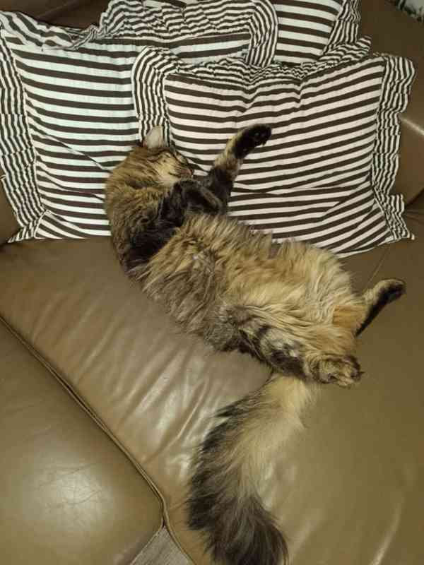 Další kočičí neštěstí - foto 5