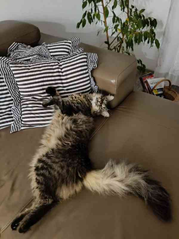 Další kočičí neštěstí - foto 4