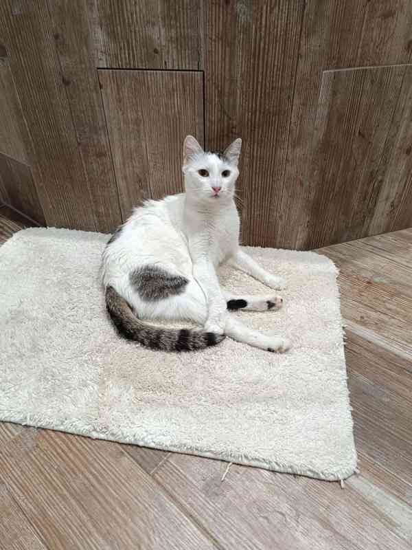 Další kočičí neštěstí - foto 3