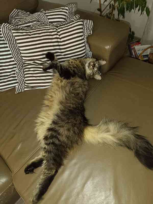 Další kočičí neštěstí - foto 2