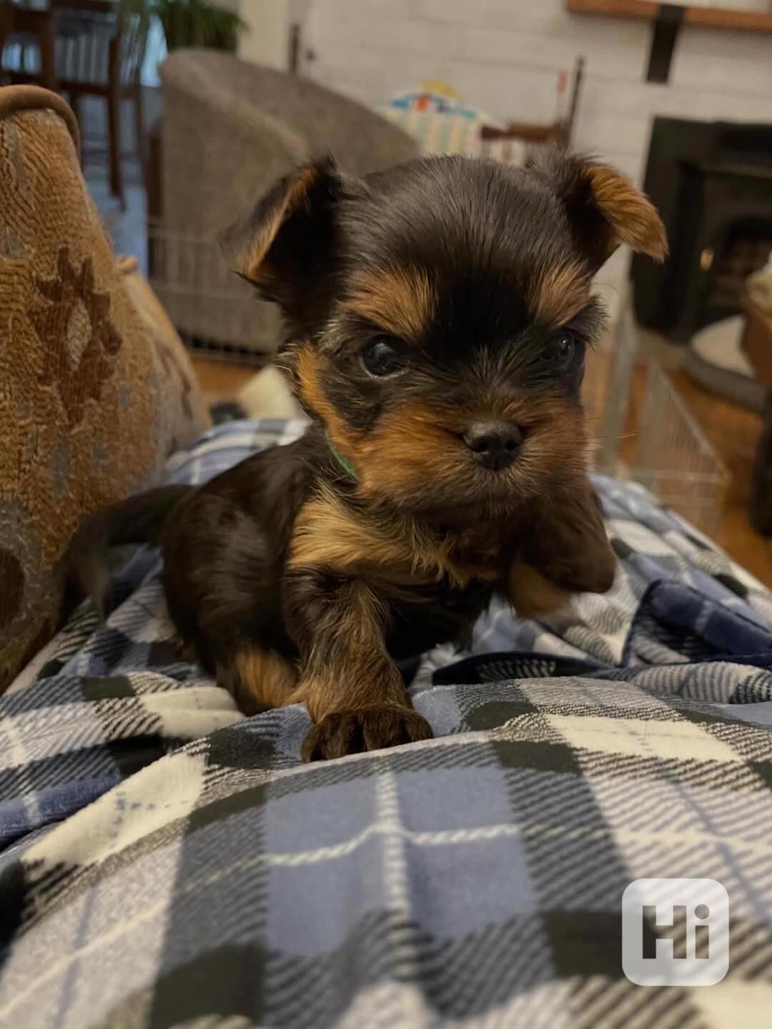 NÁDHERNÁ ŠTĚŇATA YORKSHOREKŮ – PES A FENKA - foto 1