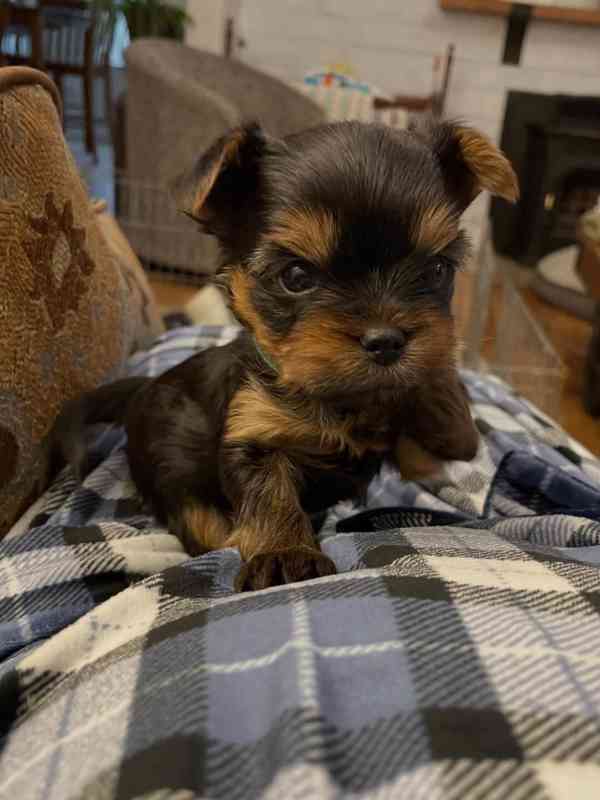 NÁDHERNÁ ŠTĚŇATA YORKSHOREKŮ – PES A FENKA - foto 1