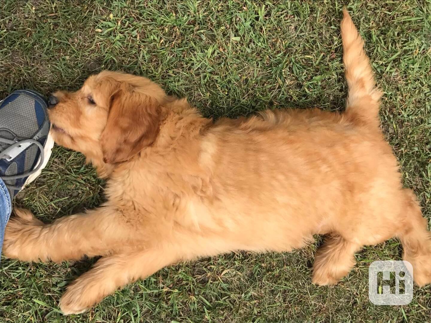 štěňata zlatého retrívra k adopci,, - foto 1