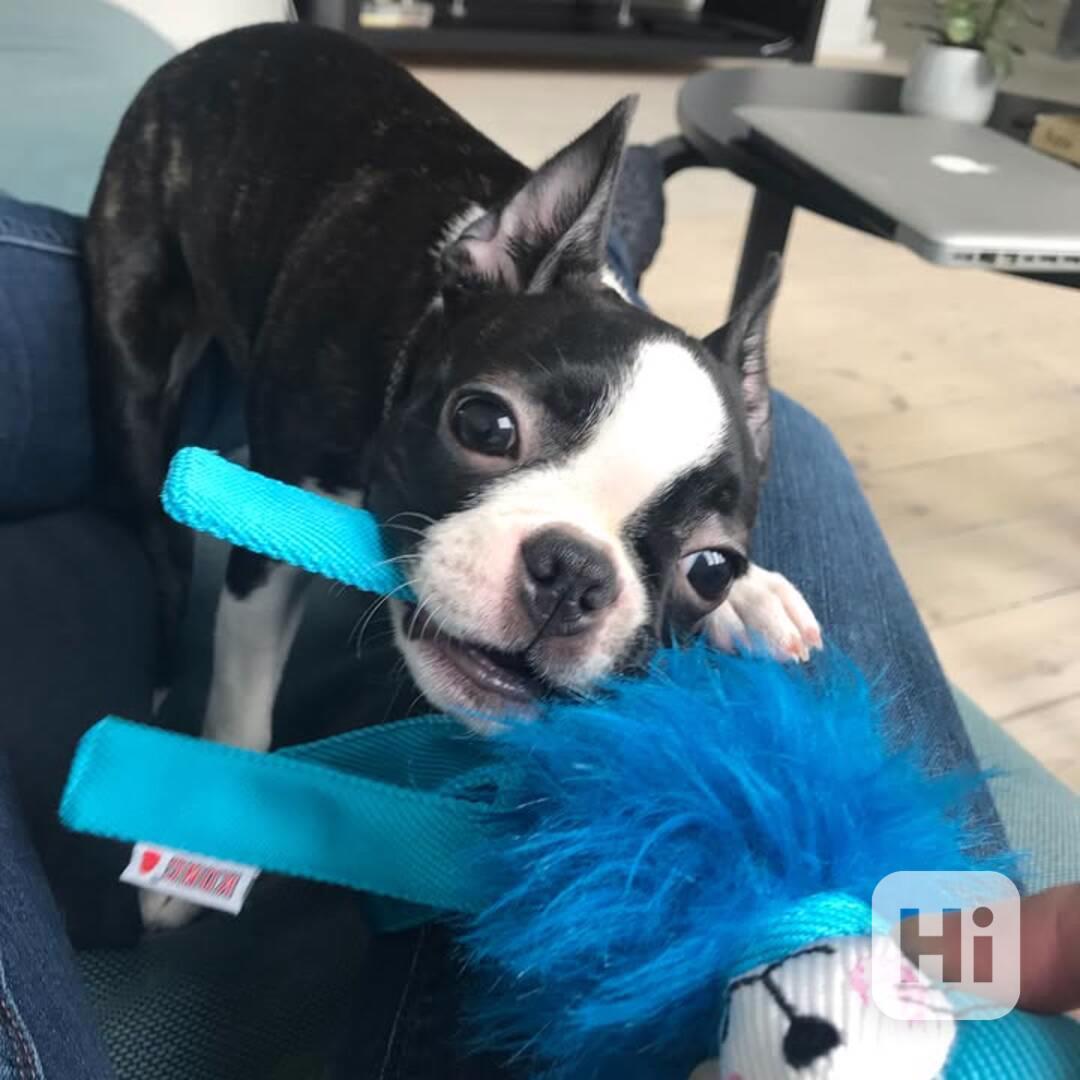 Krásné štěně bostonského teriéra hledá milující domov - foto 1