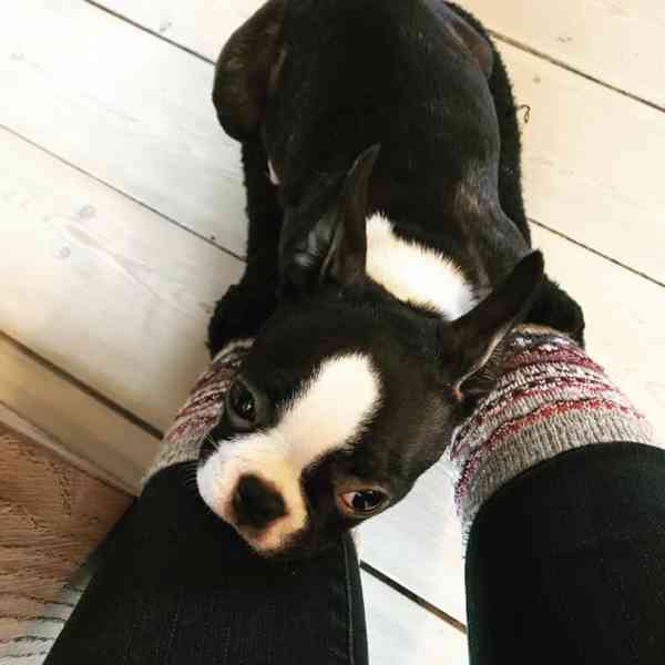 Krásné štěně bostonského teriéra hledá milující domov - foto 3