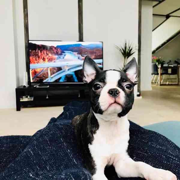 Krásné štěně bostonského teriéra hledá milující domov - foto 4