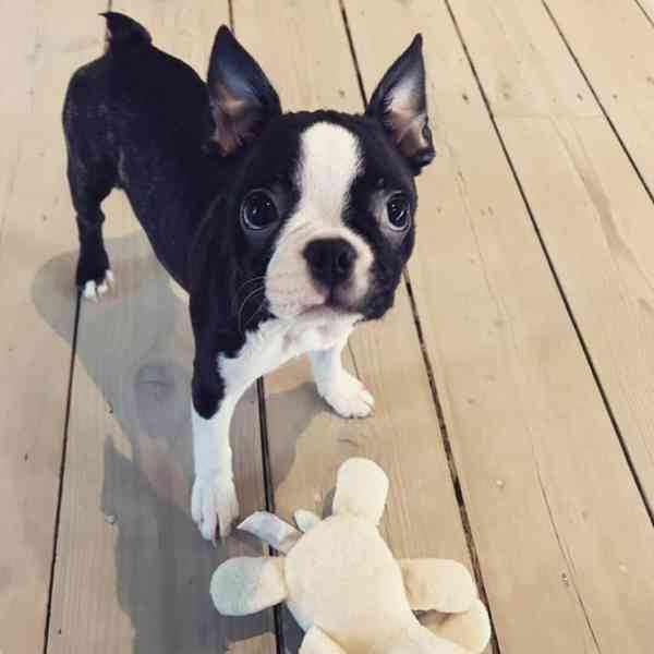 Krásné štěně bostonského teriéra hledá milující domov - foto 5