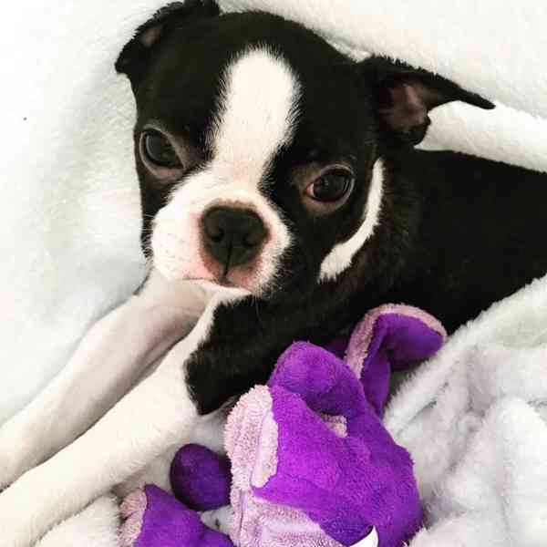 Krásné štěně bostonského teriéra hledá milující domov - foto 2