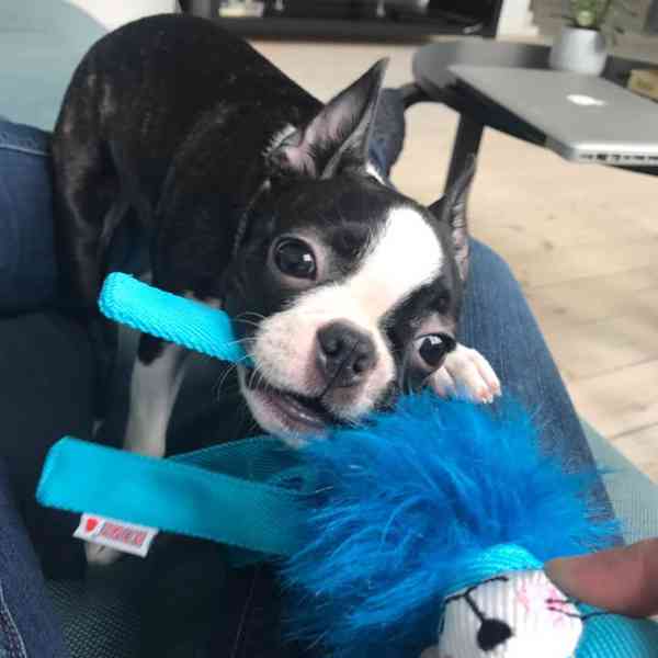 Krásné štěně bostonského teriéra hledá milující domov