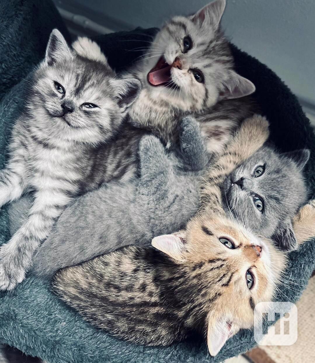 Britské čistokrevné koťátko Whiskas bez PP - foto 1