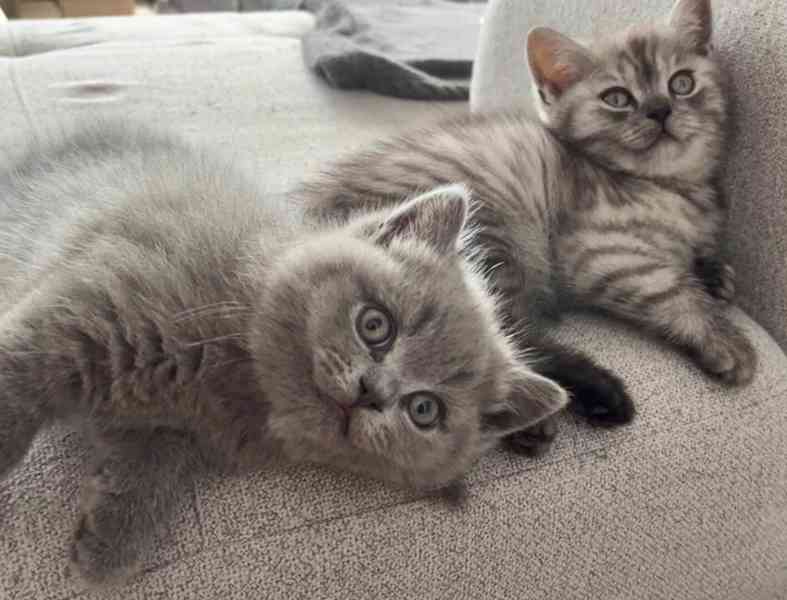 Britské čistokrevné koťátko Whiskas bez PP - foto 4