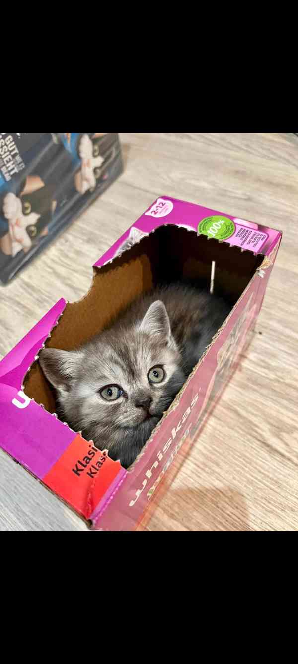 Britské čistokrevné koťátko Whiskas bez PP - foto 7