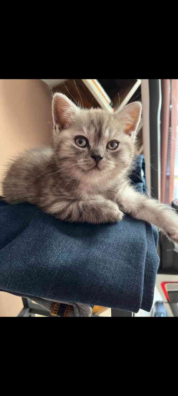 Britské čistokrevné koťátko Whiskas bez PP - foto 2