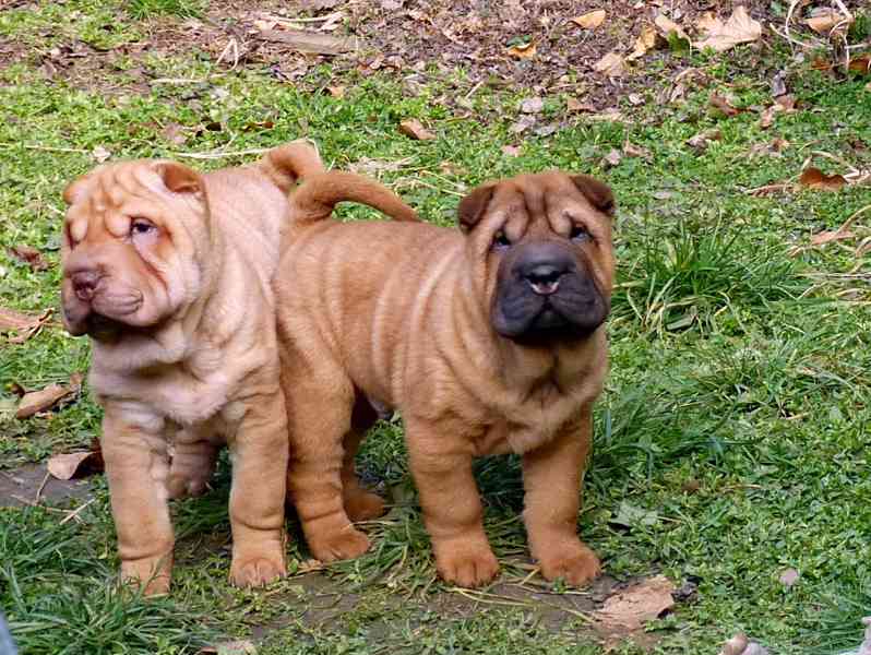 SHAR-PEI - šarpej - šteňata s PP - foto 1