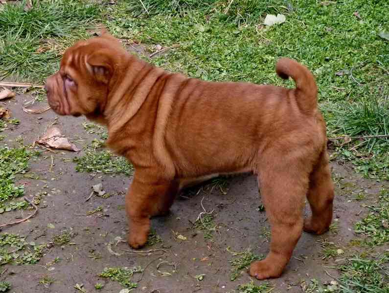 SHAR-PEI - šarpej - šteňata s PP - foto 3
