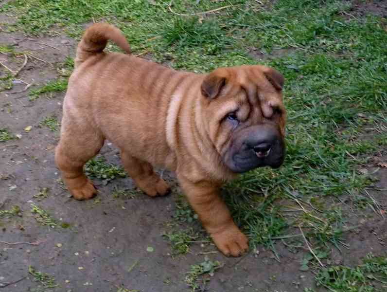 SHAR-PEI - šarpej - šteňata s PP - foto 4