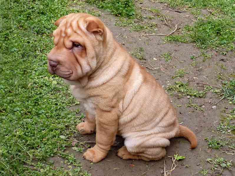 SHAR-PEI - šarpej - šteňata s PP - foto 2