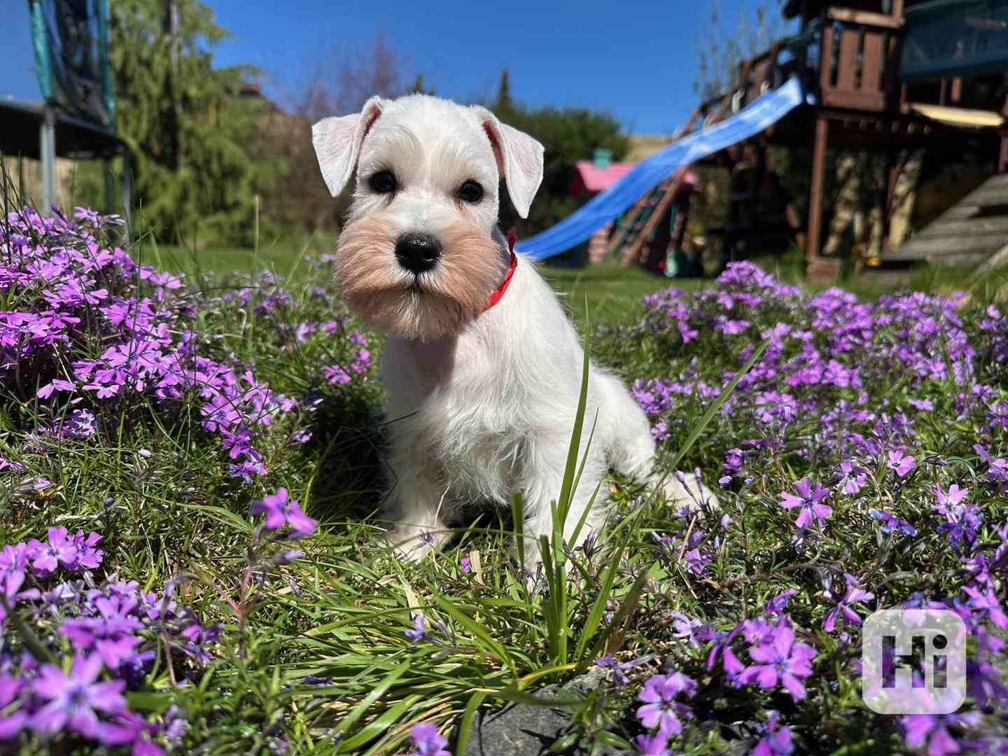 Knírač malý bílý - foto 1