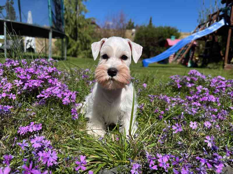 Knírač malý bílý - foto 6