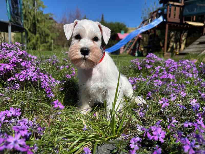 Knírač malý bílý - foto 1