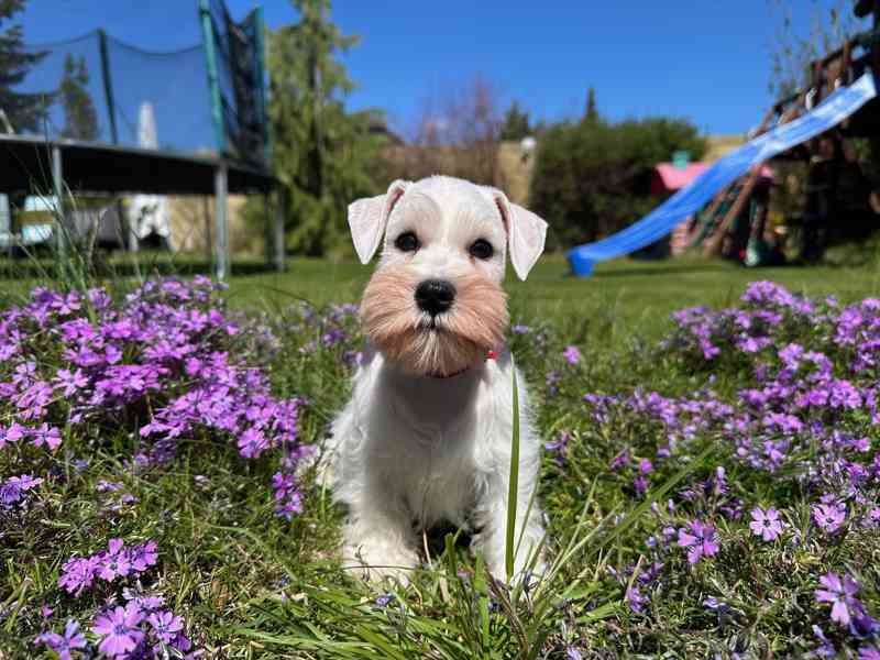 Knírač malý bílý - foto 3