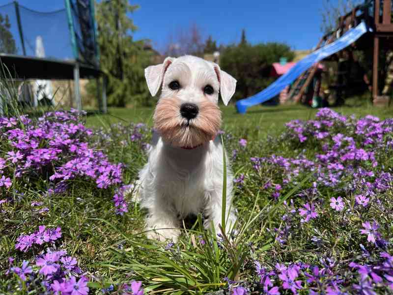Knírač malý bílý - foto 4