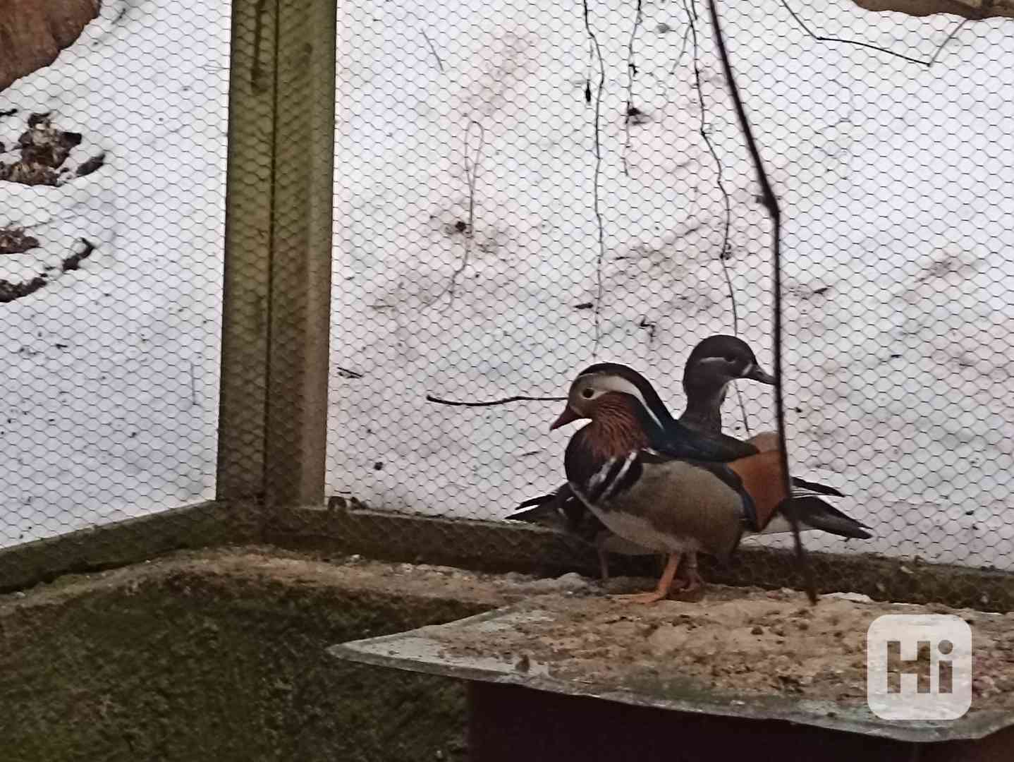 Kačena karolinka, kakarik červenočelý,korela barev - foto 1